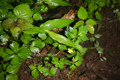 Ranunculus wallichianus